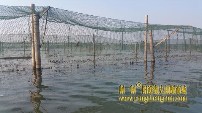 阳澄湖网围