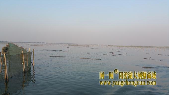 蟹农遗弃的竹子