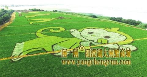 稻田里长出创意画