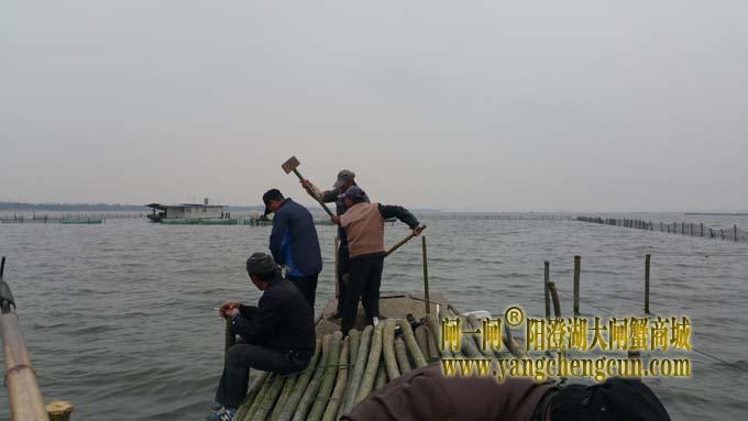 三九天里蟹农忙......