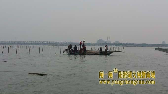 三九天里蟹农忙......