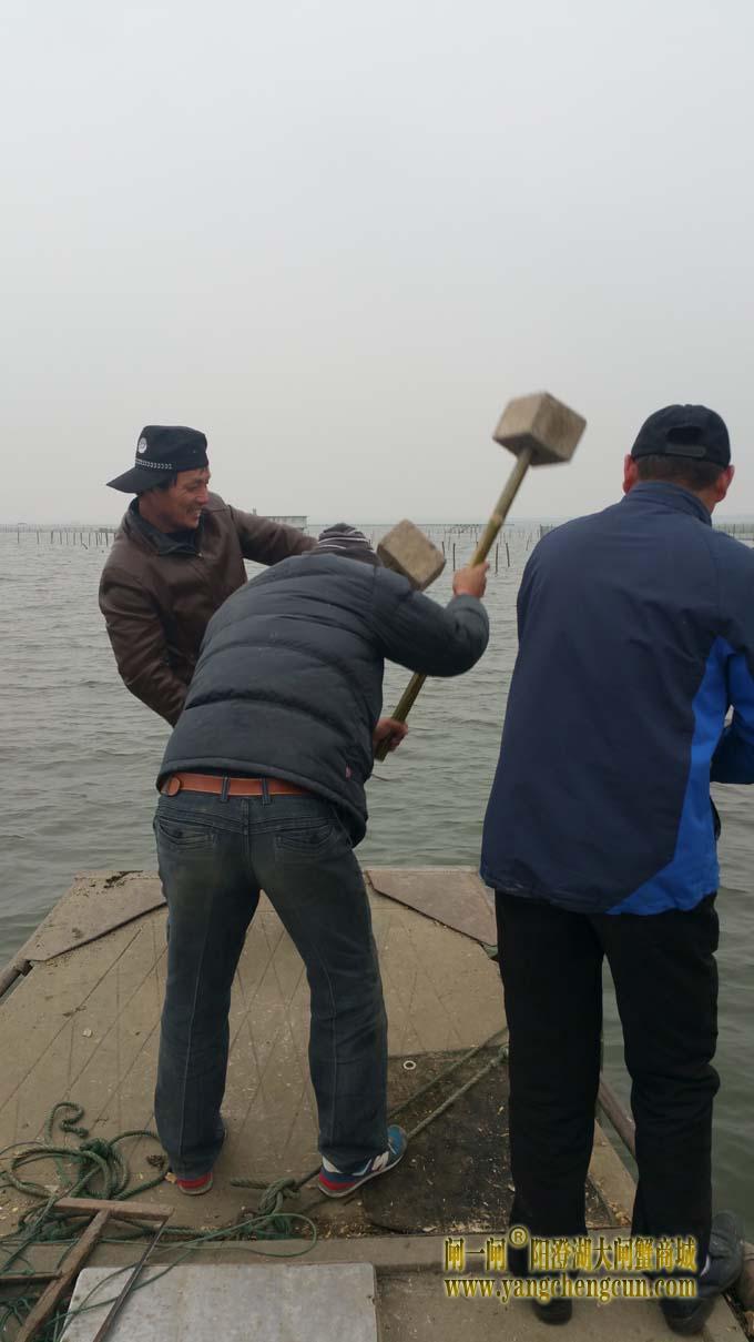 三九天里蟹农忙......