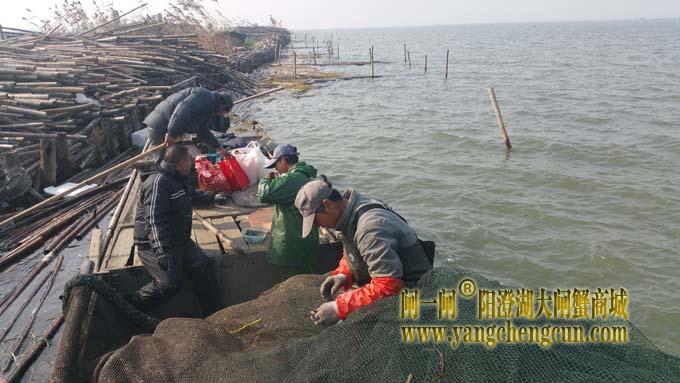 三九天里蟹农忙......