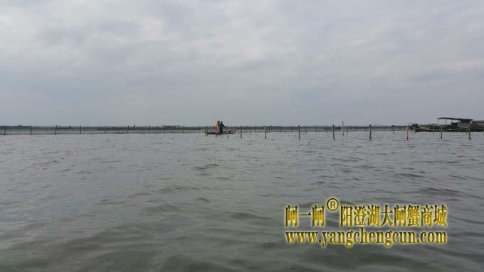 三九天里蟹农忙......