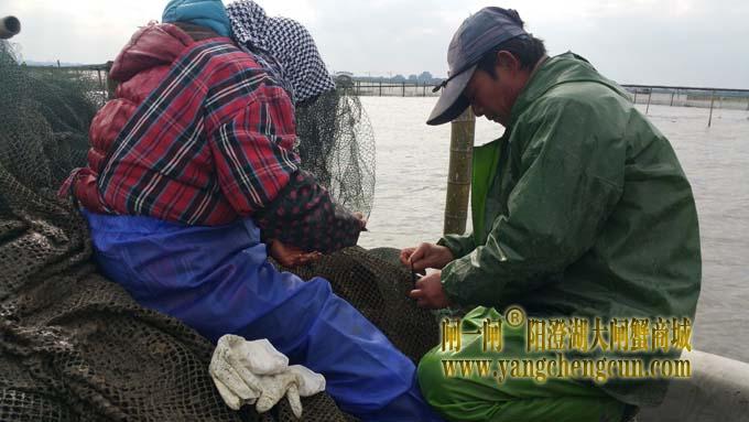 三九天里蟹农忙......