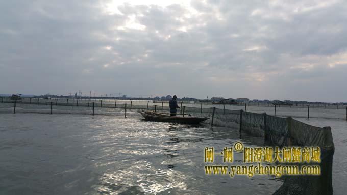 三九天里蟹农忙......