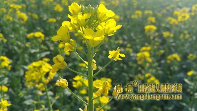 油菜花儿开·相约阳澄湖