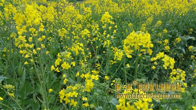 阳澄湖畔油菜花开