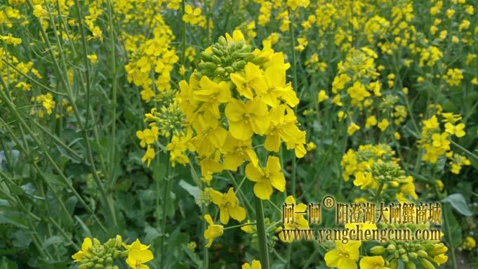 阳澄湖畔油菜花开