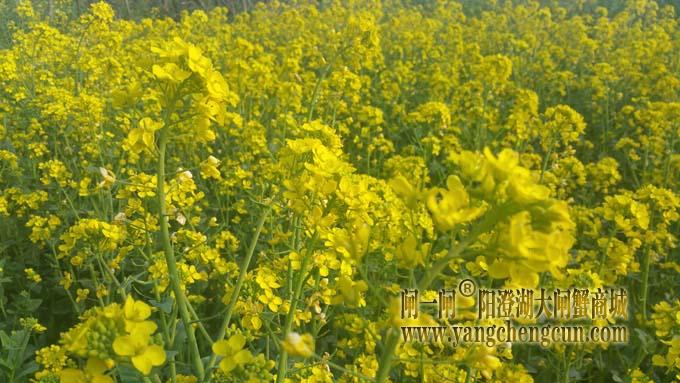 油菜花儿开·相约阳澄湖