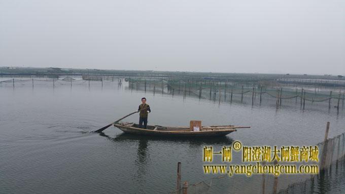 阳澄湖蟹农