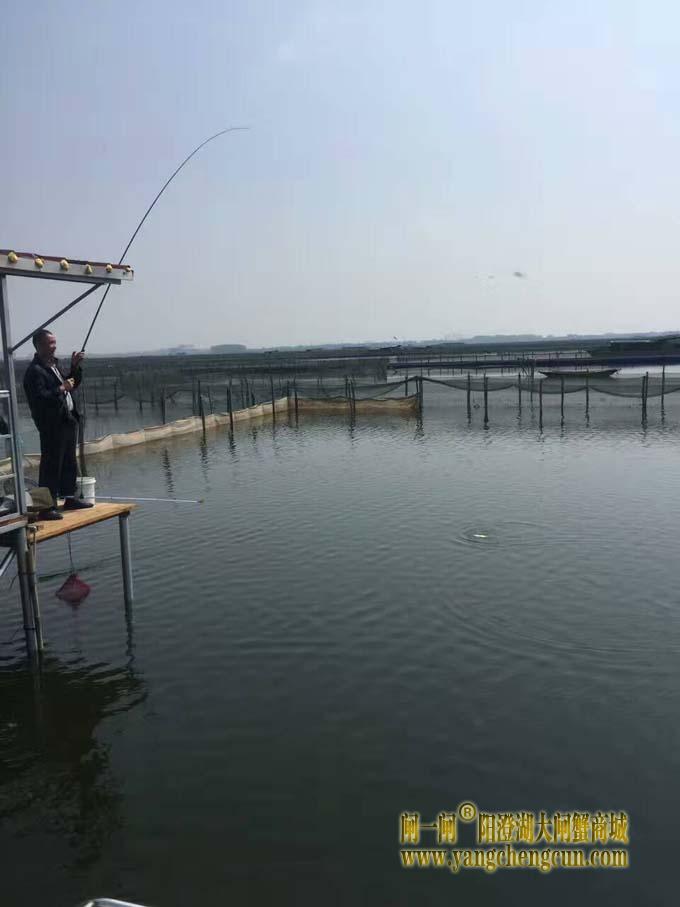 阳澄湖钓鱼