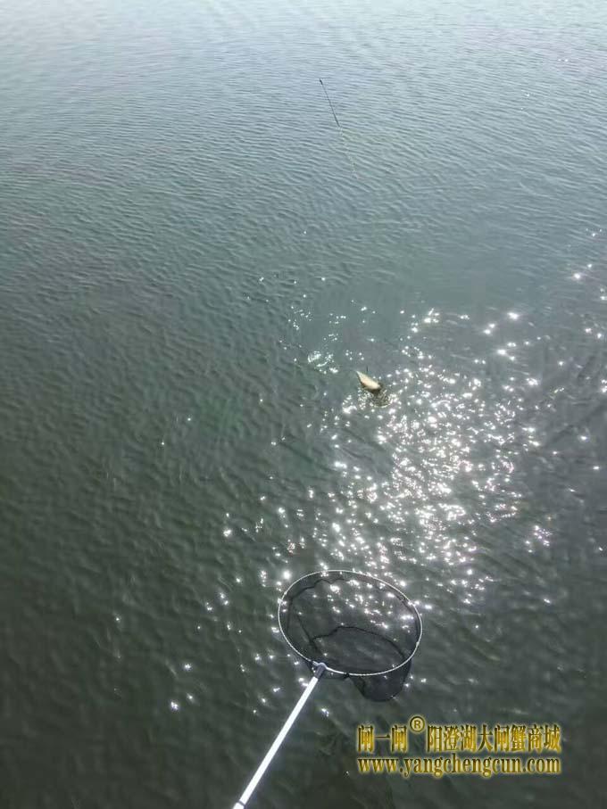 阳澄湖钓鱼