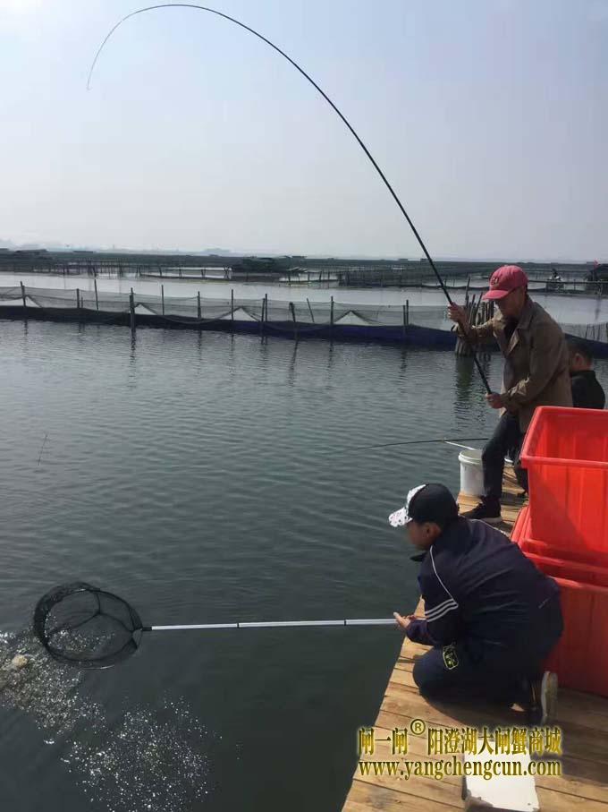 阳澄湖钓鱼