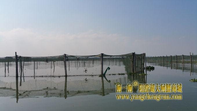 又是螃蟹成熟时