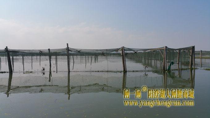 又是螃蟹成熟时