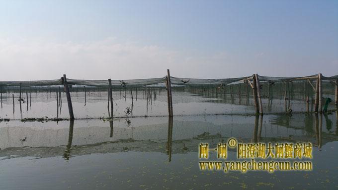 又是螃蟹成熟时