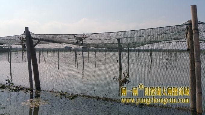 又是螃蟹成熟时