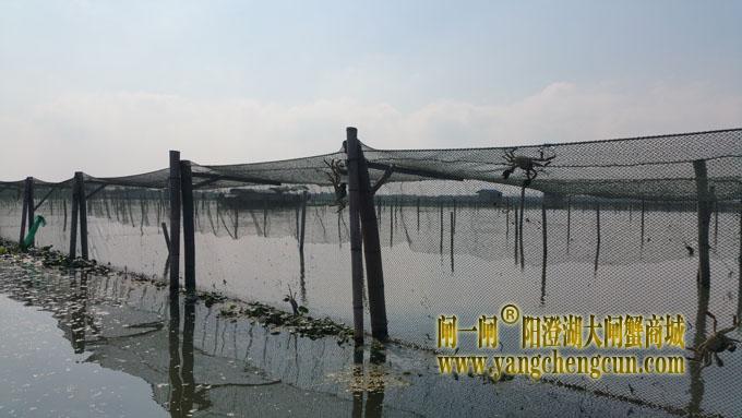 又是螃蟹成熟时