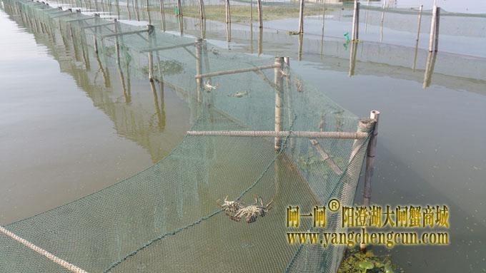 又是螃蟹成熟时