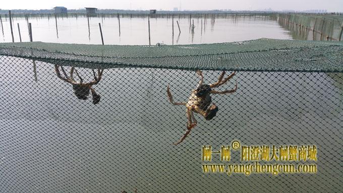 又是螃蟹成熟时