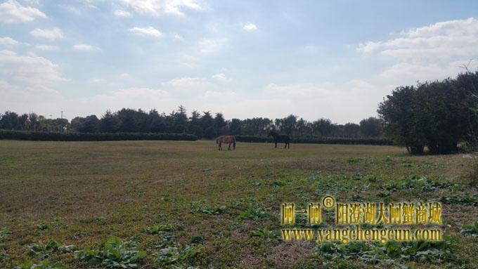 阳澄湖半岛-一个好天气