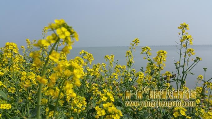 阳澄湖畔油菜花