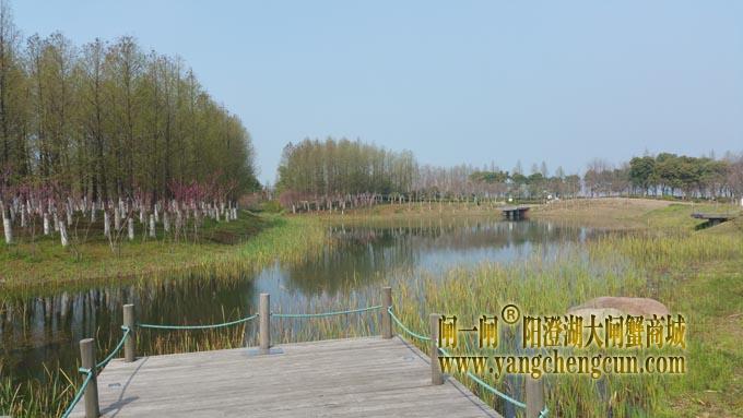 阳澄湖半岛——澄湾夜月