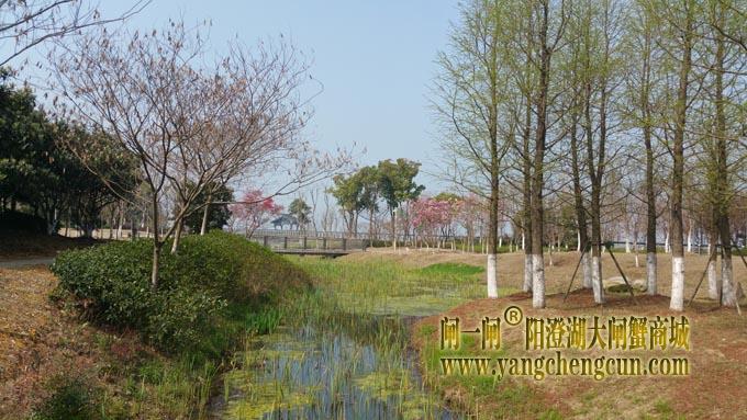 阳澄湖半岛——澄湾夜月