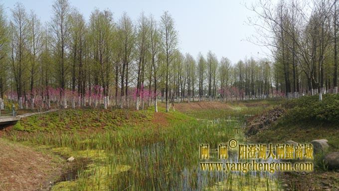 阳澄湖半岛——澄湾夜月