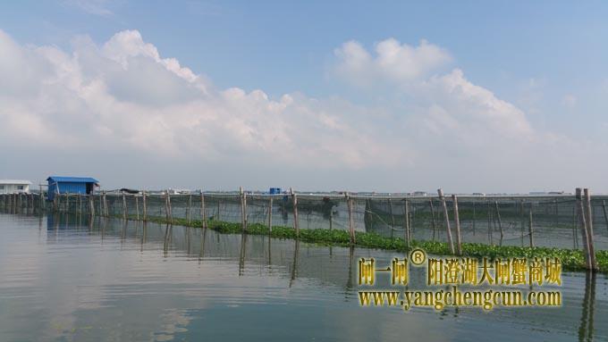 阳澄湖大闸蟹养殖基地