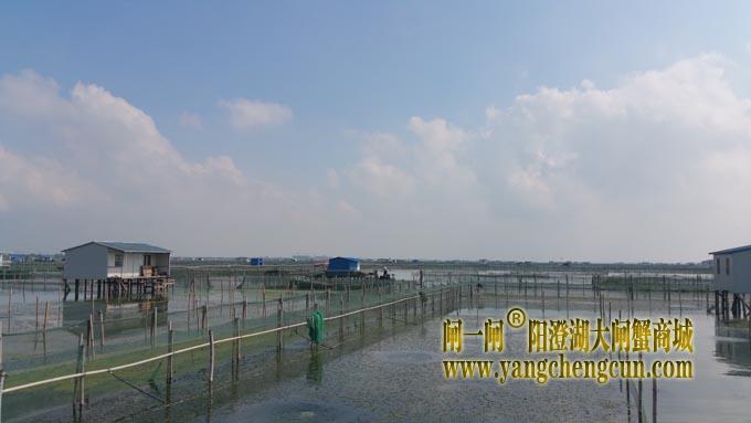 阳澄湖大闸蟹养殖基地