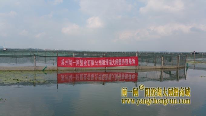 阳澄湖大闸蟹养殖基地