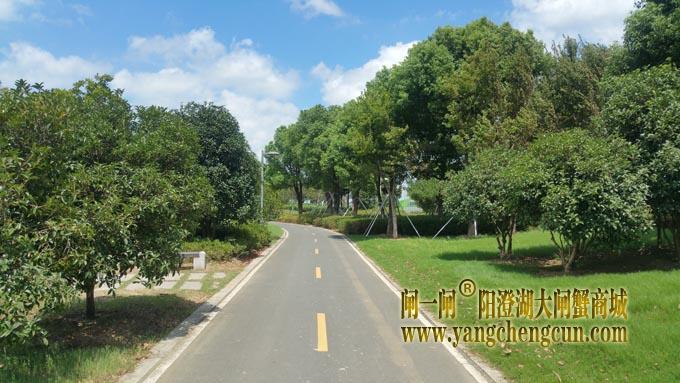 阳澄湖自行车道-蓝天白云