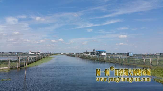 秋天里的阳澄湖