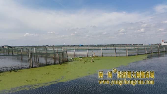 秋天里的阳澄湖