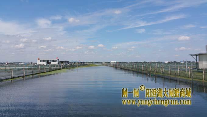 秋天里的阳澄湖