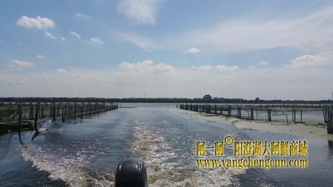 秋天里的阳澄湖