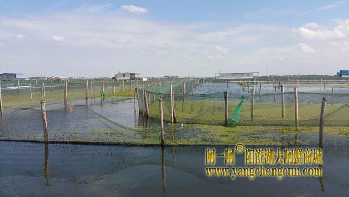 秋天里的阳澄湖