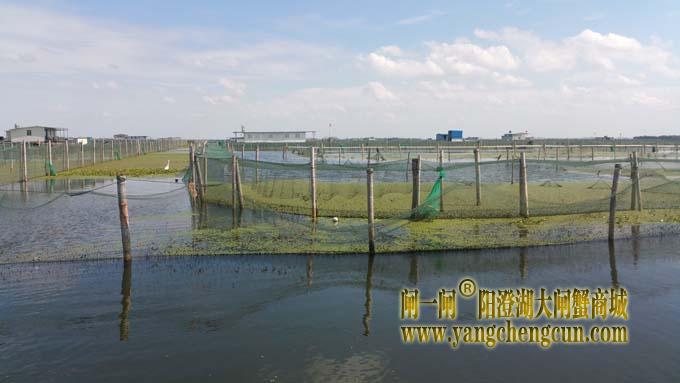 秋天里的阳澄湖