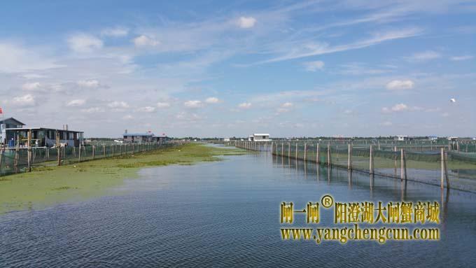 秋天里的阳澄湖