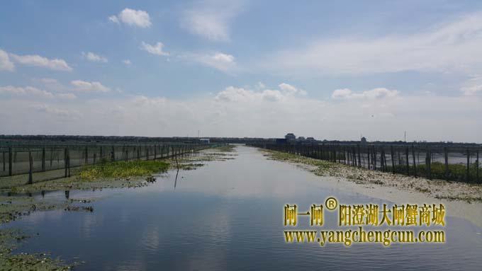 秋天里的阳澄湖