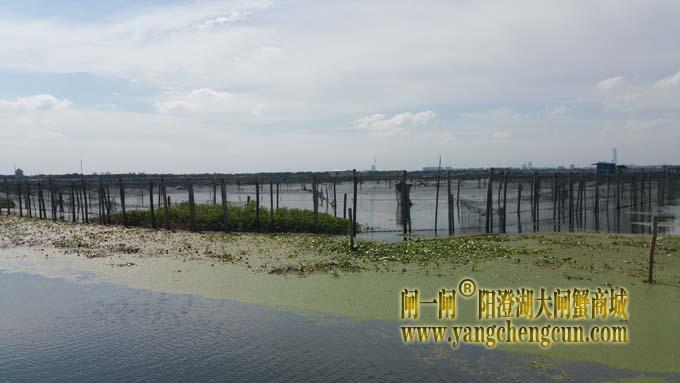 秋天里的阳澄湖