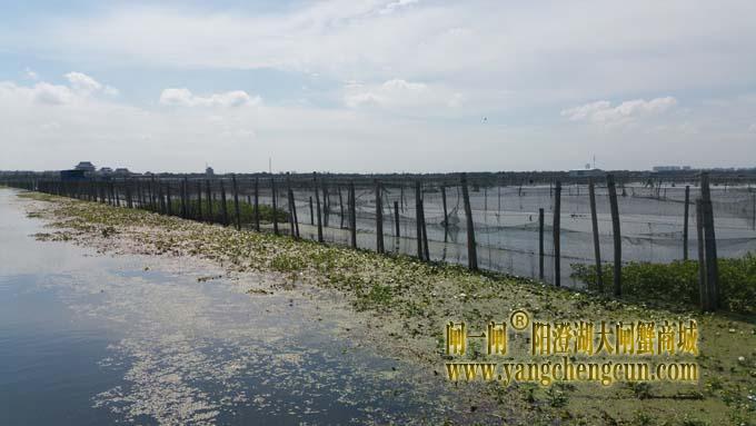 秋天里的阳澄湖