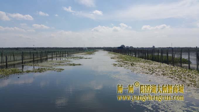 秋天里的阳澄湖