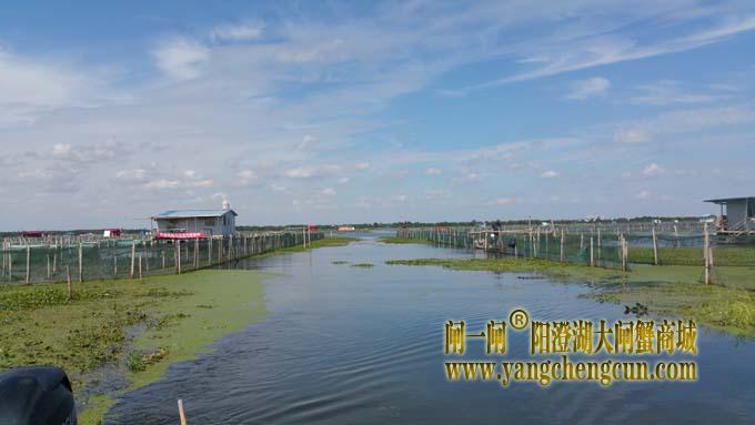 秋天里的阳澄湖