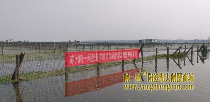 阳澄湖大闸蟹养殖基地