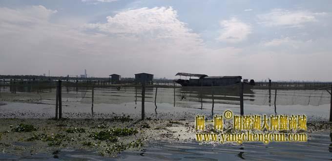 阳澄湖蟹成熟时....