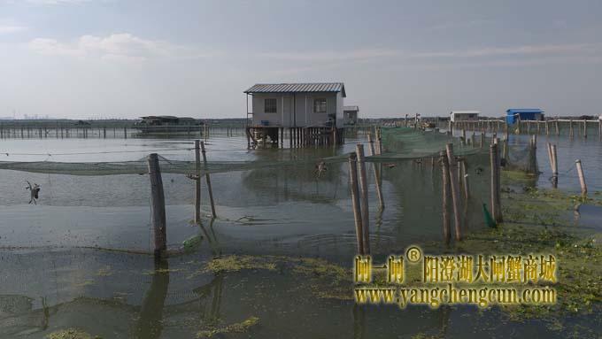 阳澄湖蟹成熟时....