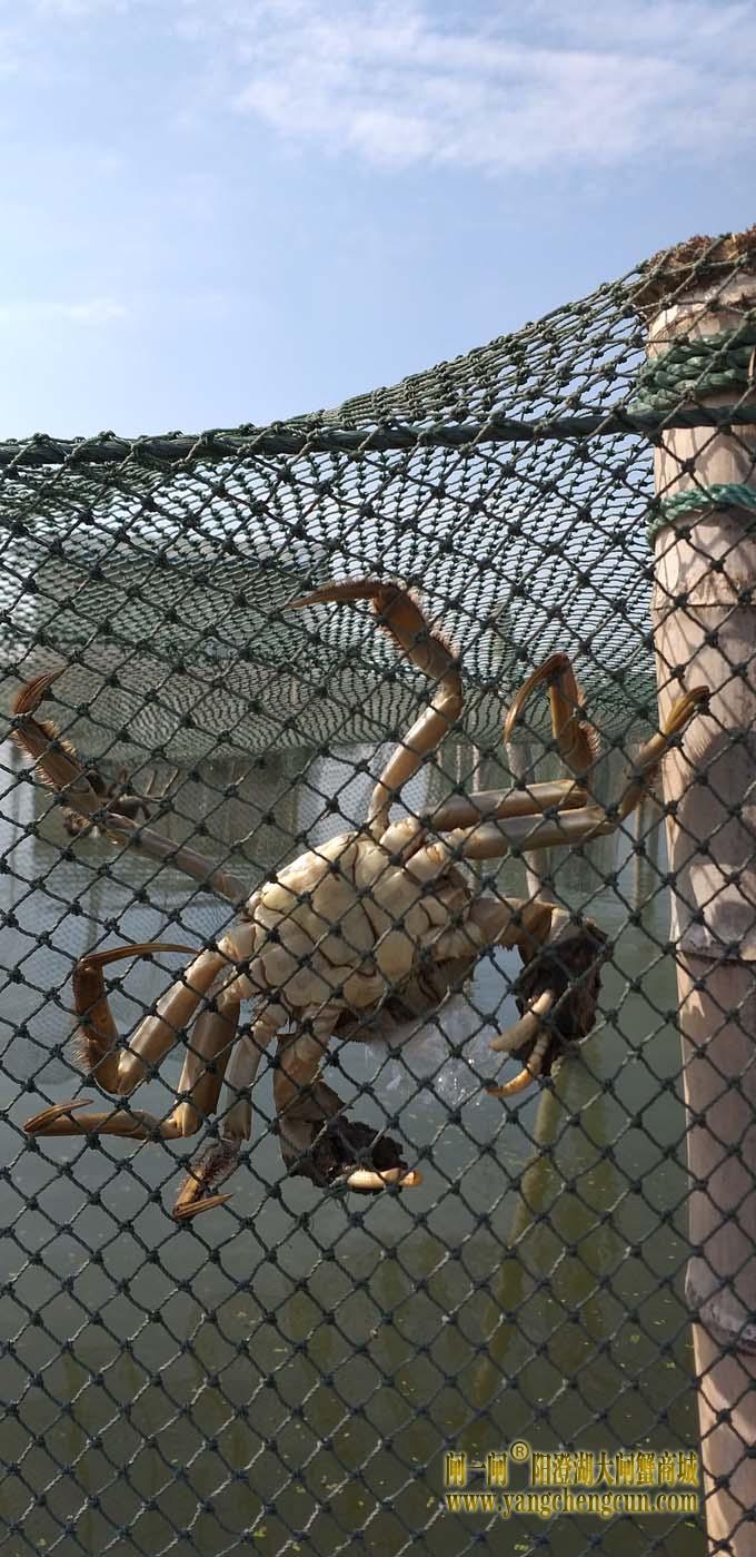 阳澄湖蟹成熟时....